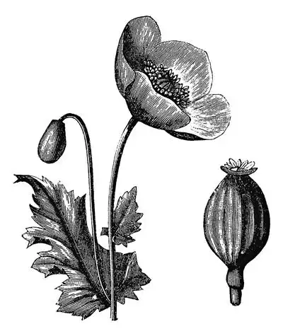 "生洋参五钱,白术三钱,当归二钱,黄析四钱……"这看似简单的几味药