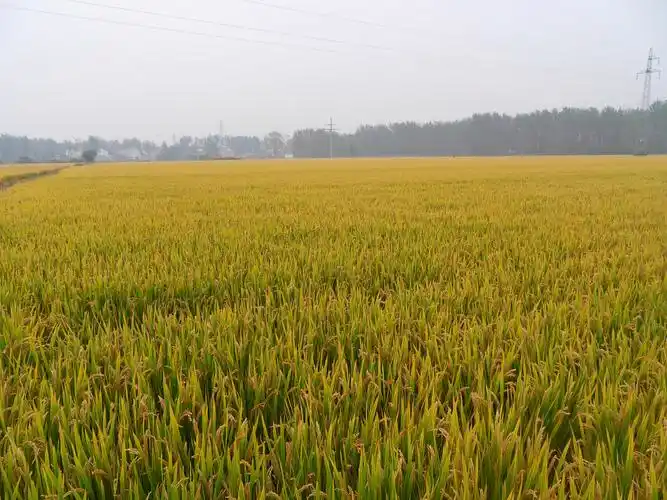 植保无人机水稻直播
