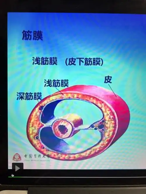 解剖学肌学篇深浅筋膜图