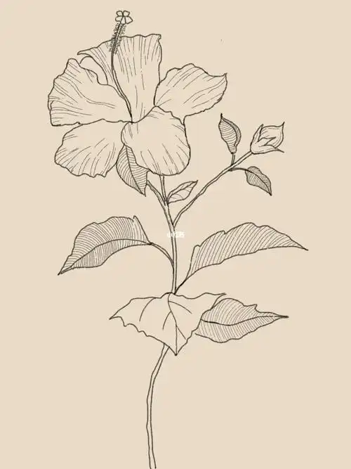 控笔练习朱槿花