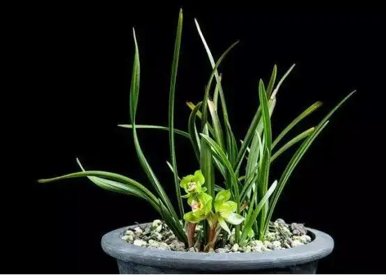 常见兰花品种(常见兰花品种图片名称)