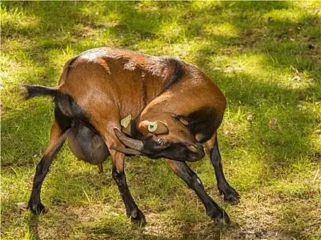 褐色,山羊,痒
