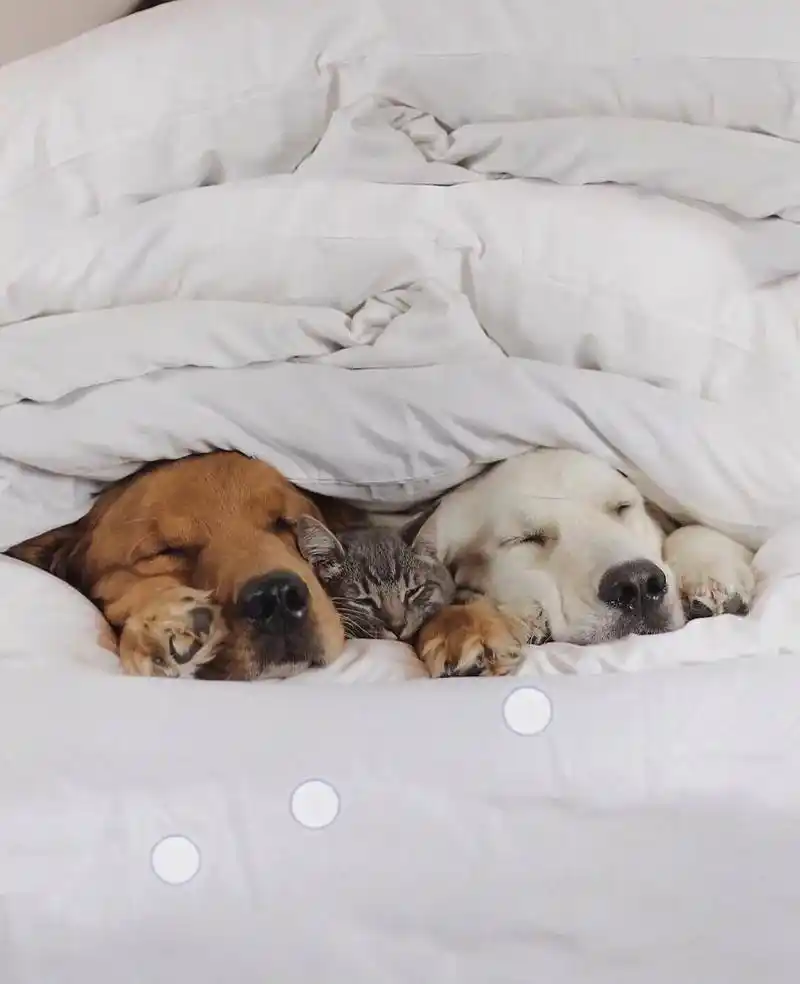 中国移动86:48魔方甜点壁纸「狗狗背景图」两只狗狗互 - 抖音