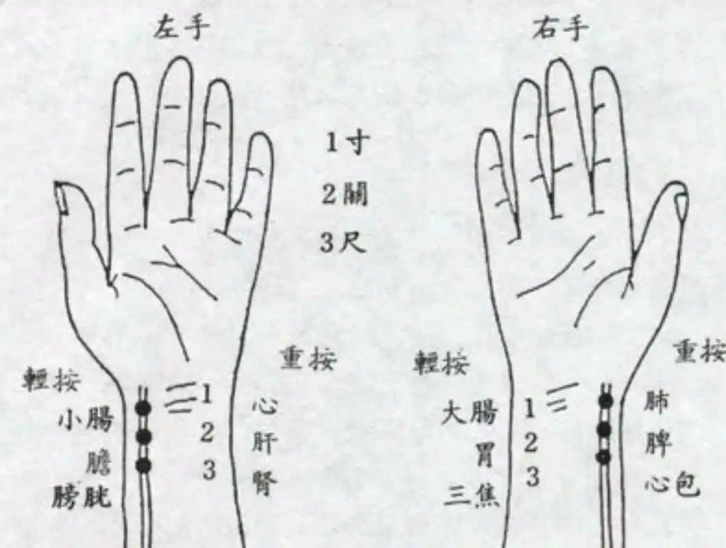 老中医诊脉「速学篇」