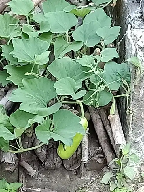 冬瓜藤肆无忌惮的爬上柴垛