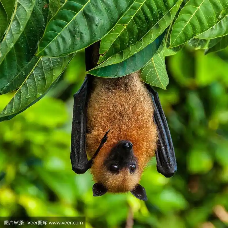 狐蝠,拉迪戈岛,塞舌尔,水果蝙蝠,可爱的