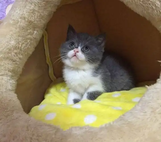 英短蓝白开脸小母出售