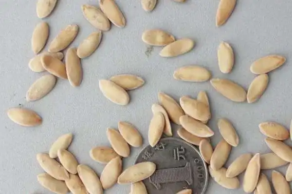 甜瓜种子种植方法了解甜瓜的生长习性才能把甜瓜种好