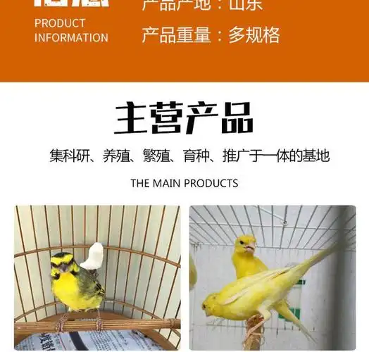 长期出售 育雏金青鸟 户外观赏金青鸟 金青鸟技术指导