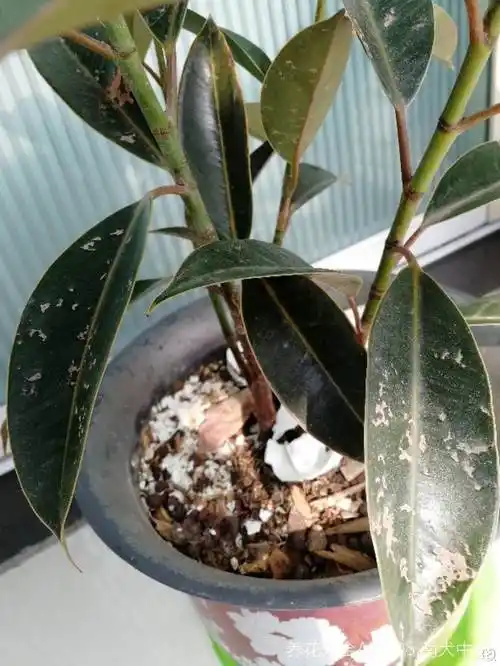 我的橡皮树上,有好几片叶子上面都有红色的斑