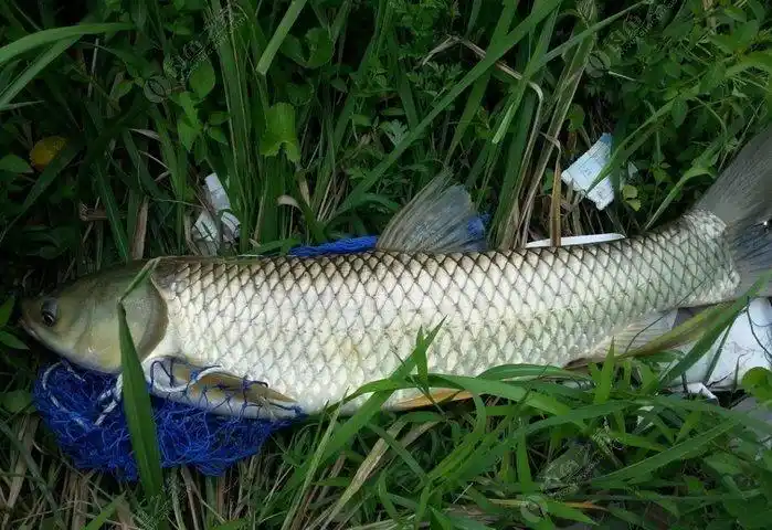 野钓水库收货草鱼一尾.