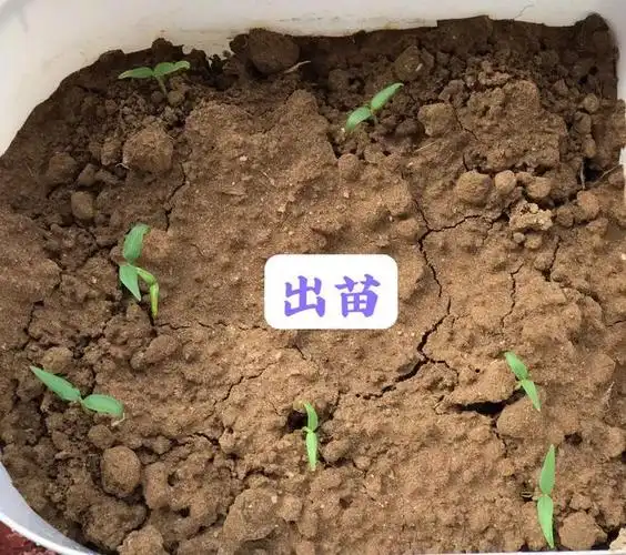 把春天种在家里吧你想要蔬菜种苗都打包了巨划算超好养