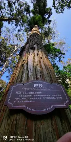 这是我最喜欢的树"柳杉"(这次刚认识的).