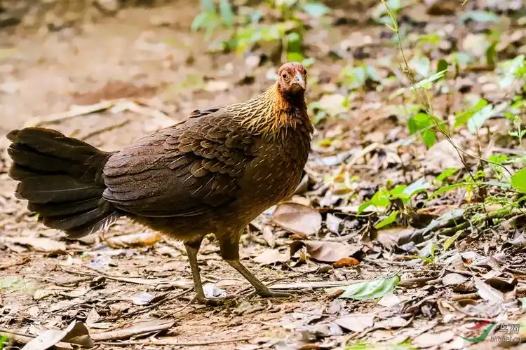 原来是鸡所以叫原鸡