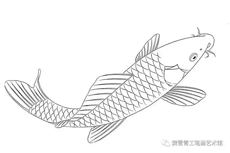 龚雪青鲤鱼百态实用白描