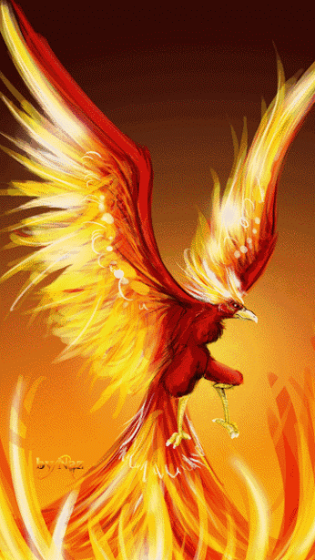 孔雀开庭真漂亮.