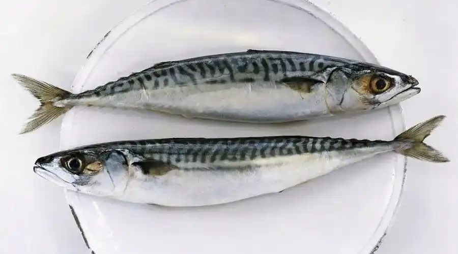 燕鲅鱼和鲅鱼肉质有,什么区别(燕鲅鱼和鲐鲅鱼的区别)(图5)