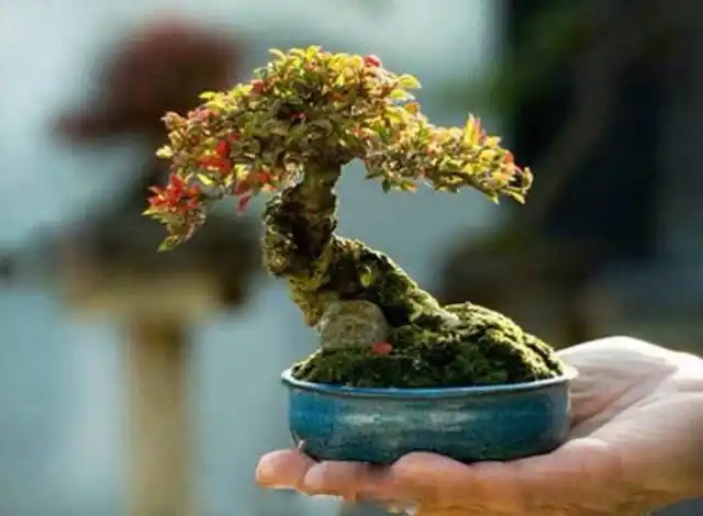 掌上微型盆景欣赏!