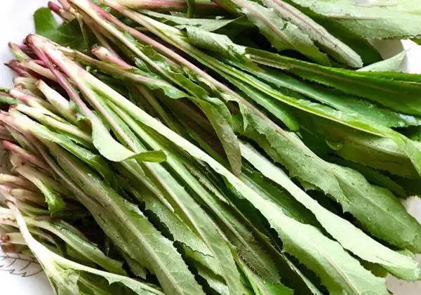 大叶苣荬菜具备哪些药用功效?如何在家里种植苣荬菜,苣荬菜的种植技巧