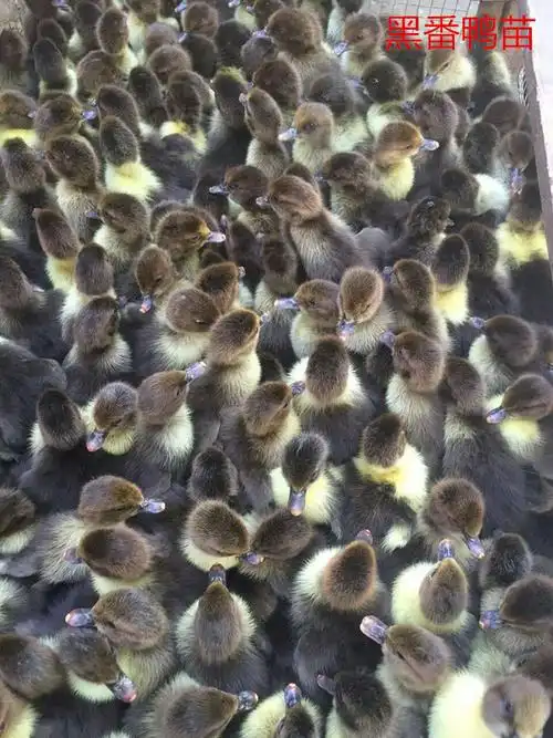 陕西大种黒番鸭批发黑火鸭苗健鸭出壳苗批发