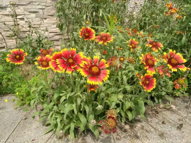 天人菊一一强风索讨顶花翎,瘦果飞扬到处停.