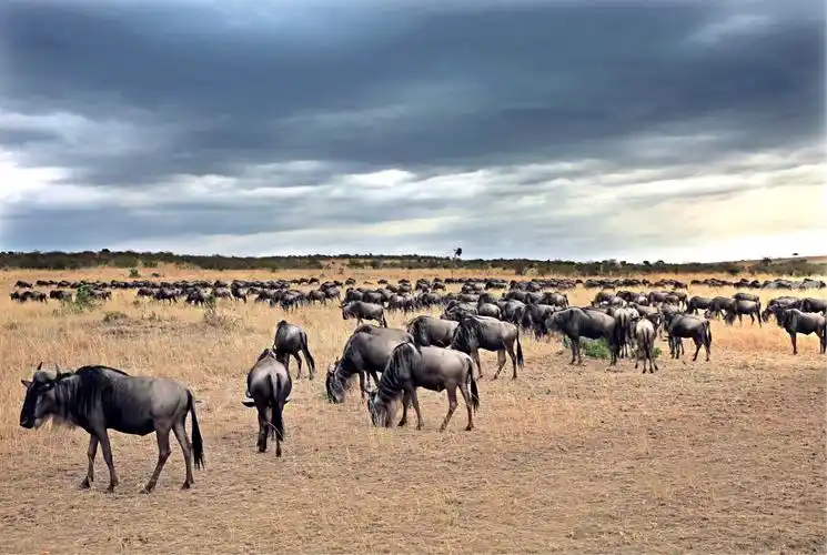 角马,也叫牛羚,非洲草原数量最多的食草动物