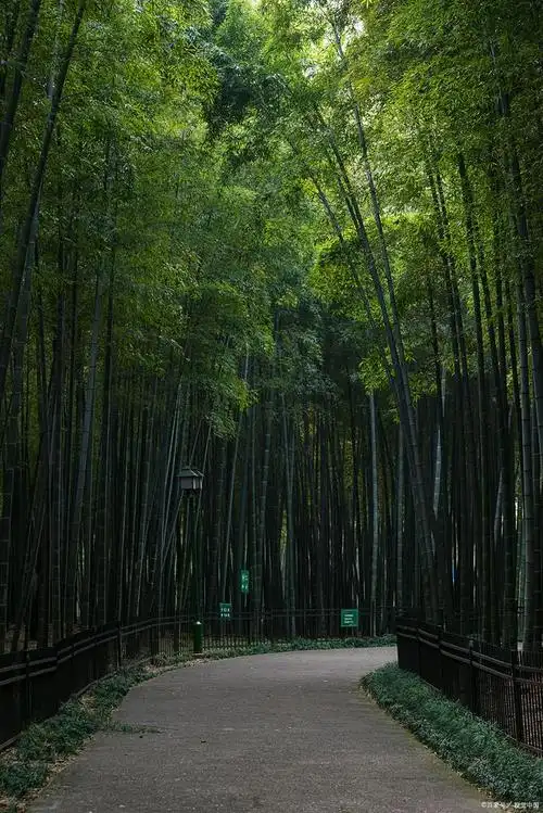 散文《竹林听雨》