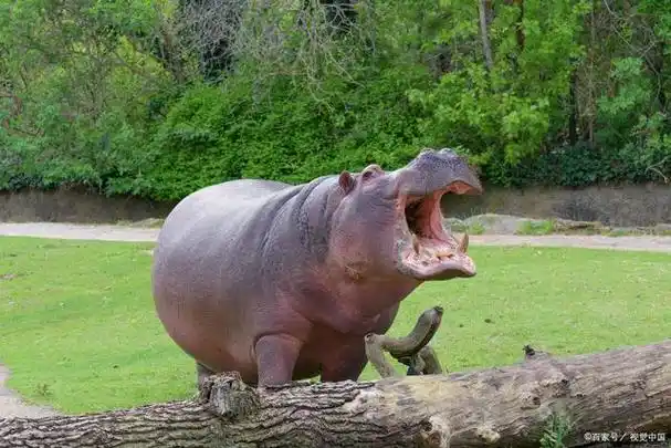 河马的五官为什么都长在头顶?