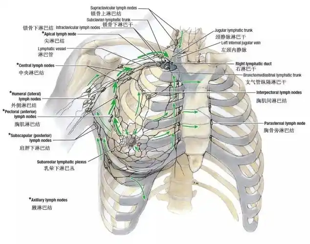 腋窝淋巴结临床分组超声图文解析