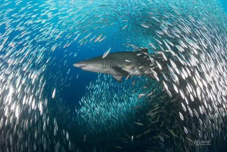 摄影师拍"鱼群龙卷风" 场面震撼