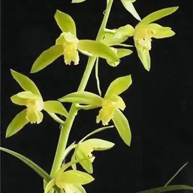 老品种蕙兰翠定荷素9个头(老苗)