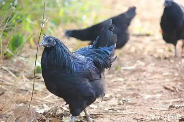 追本溯源,总结吃货的眼睛里中华乌鸡的品种,吃鸡美食系列合集二