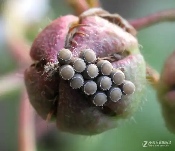多姿多彩的蝽卵