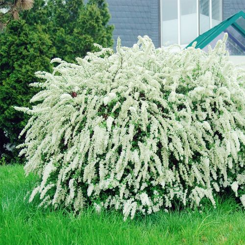 喷雪花苗带根花苞户外地栽耐寒热晒庭院阳台灌木春季开花雪柳盆栽