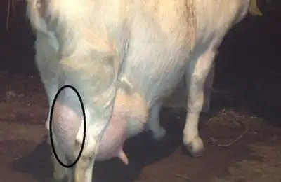 母羊配种是个技术活考验公羊能力的时候到了