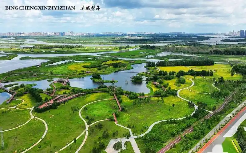 哈尔滨群力外滩湿地的黄花开了快去赏花吧