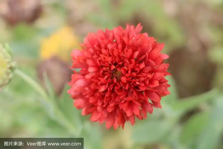 万寿菊,红色,美,水平画幅,夏天