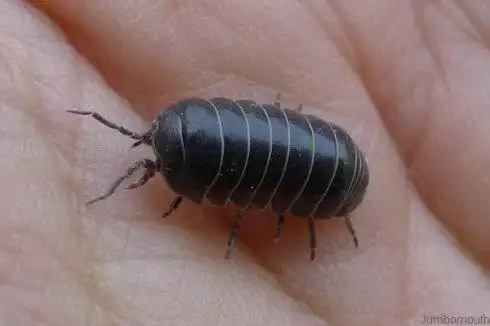 鼠妇pillbug137图片