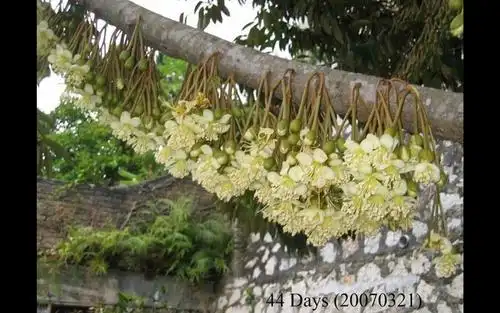 榴莲开花结果全过程growingofdurians