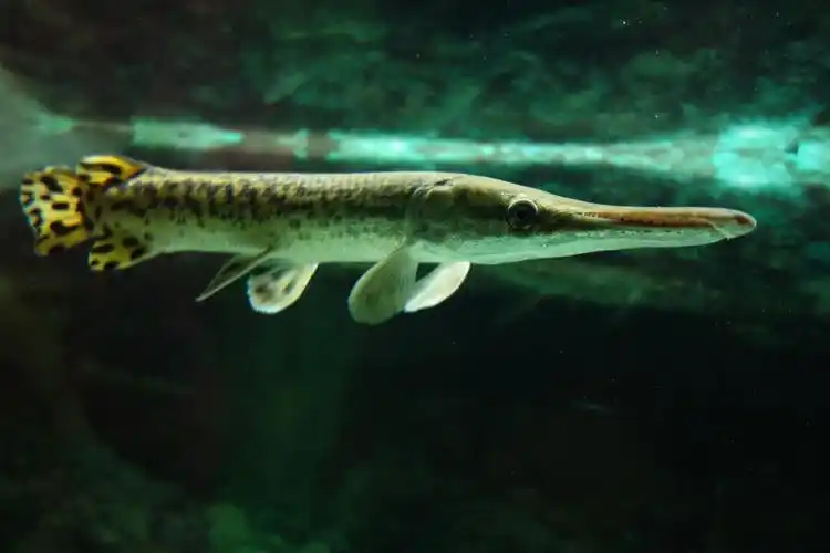 【迫不及待/嘟嘟鱼及拙劣的东郊记忆摄影图片】生态