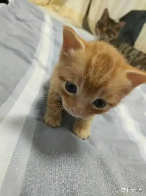 带小土猫去宠物医院很丢人吗? - 知乎