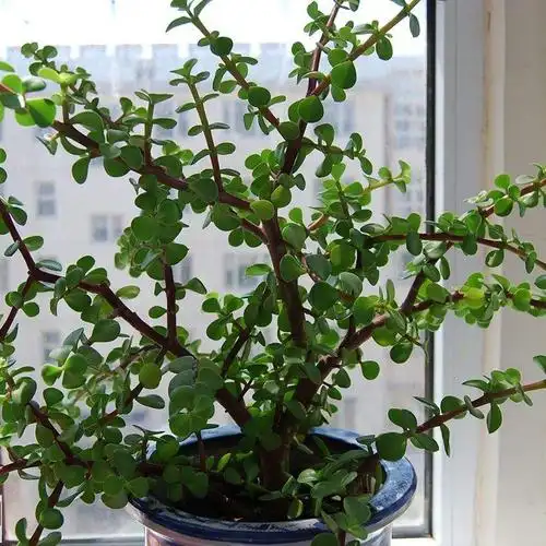 金枝玉叶盆栽造型多肉植物稀有品种肉肉室内花卉老桩雅乐之舞新品