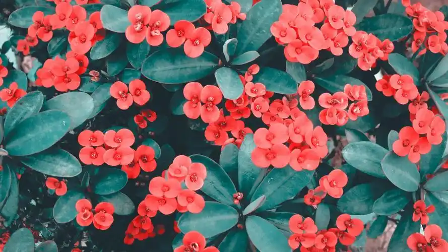 小清新植物花卉摄影图片桌面壁纸