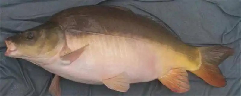 三道鳞是什么鱼