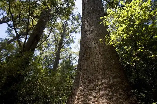tingle trees | flickr – 相片分享!