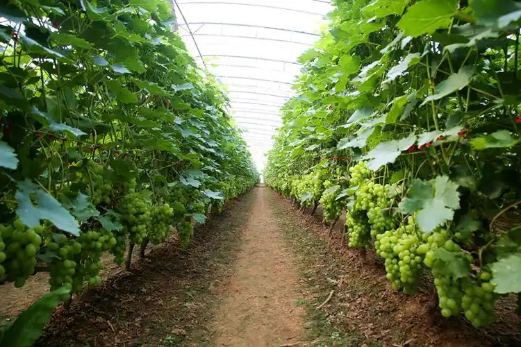 生态种植的大棚葡萄_副本.jpg