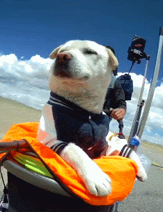 背包客徒步旅行发现流浪狗,因一只烤鸭结缘,如今成为狗生赢家!