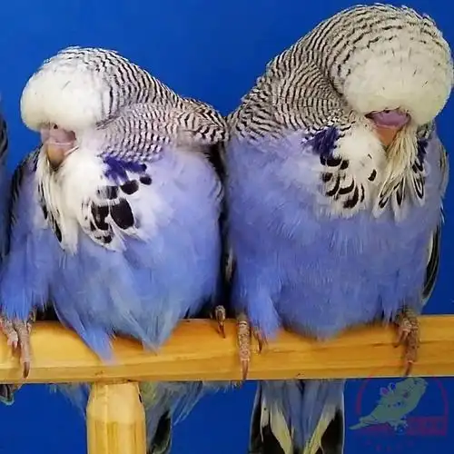 大头蘑菇虎皮鹦鹉活物宠物观赏说话一物一拍鸟