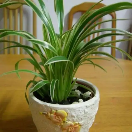 吉祥草的水养栽培