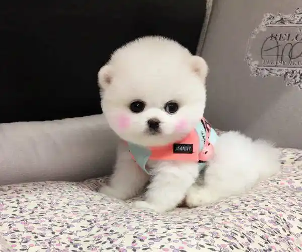 俊介犬的脾气好不好别犬无法替代